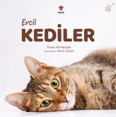 Evcil Kediler