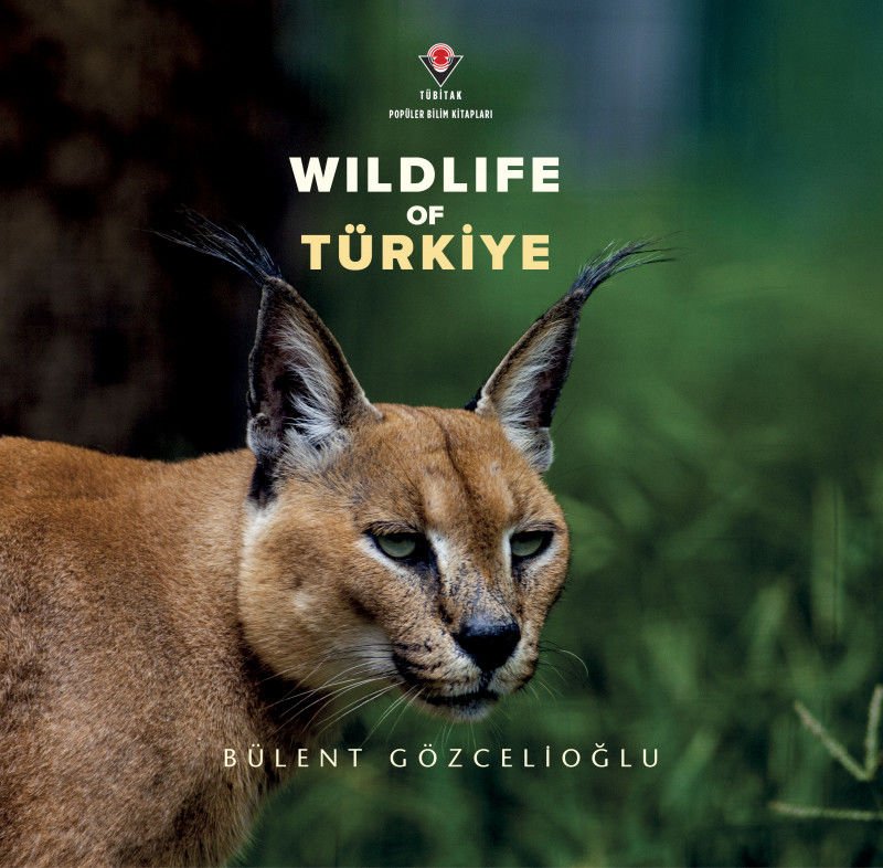 Wildife Of Türkiye