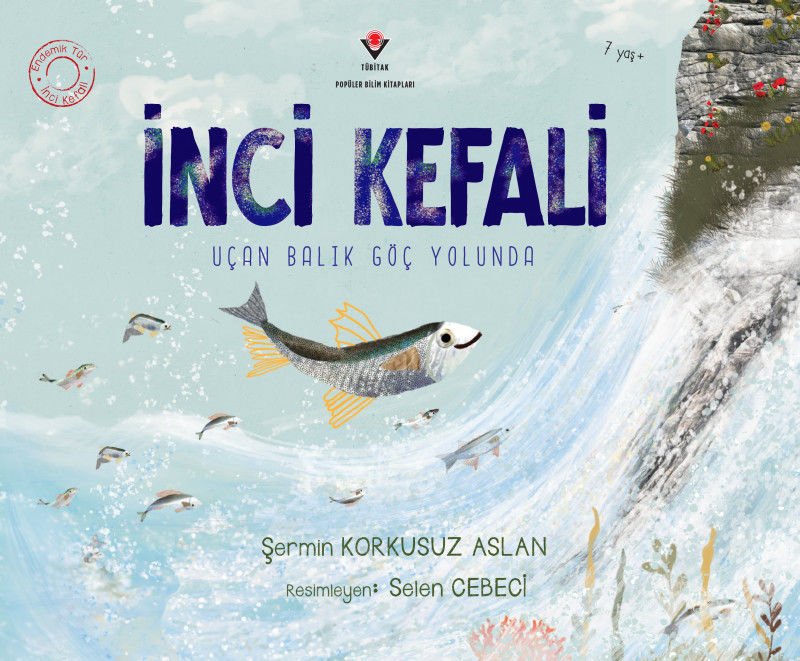 İnci Kefali