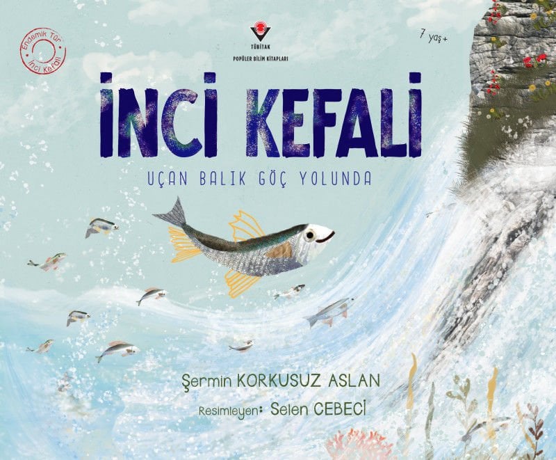 İnci Kefali