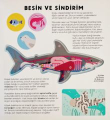 Köpek Balığı Kitabı