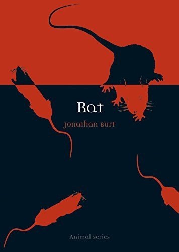 Rat