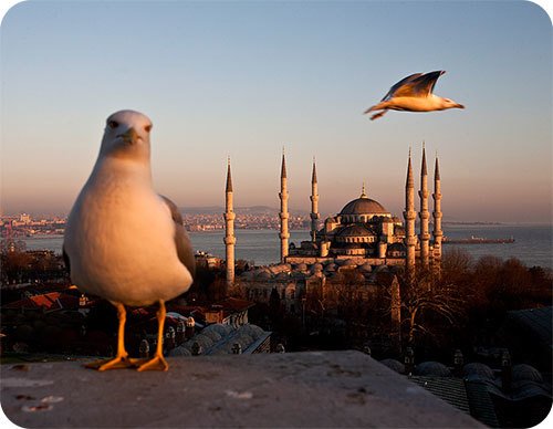 Asayiş Berkemal - Mehmet Kaçmaz