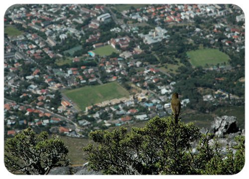 Bird View - Verda Aner Verebay
