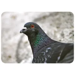 Eminönü Sakini - Uğur Uğurlu