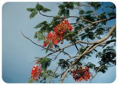 Fire Bliss - Verda Aner Verebay