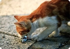 Öğle Yemeği - Uğur Uğurlu