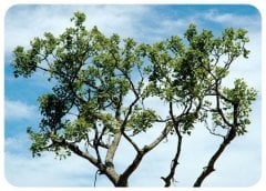 Tree Of Life - Verda Aner Verebay