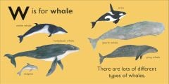 W is for Whale
