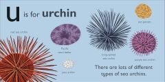 U is for Urchin