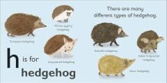H is for Hedgehog