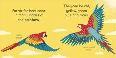 P is for Parrot