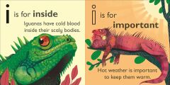 I is for Iguana