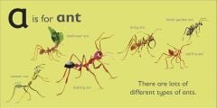 A is for Ant