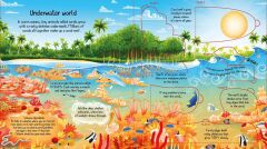 Coral Reef
